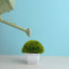Mini Moss - Plant