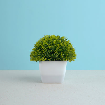 Mini Moss - Plant
