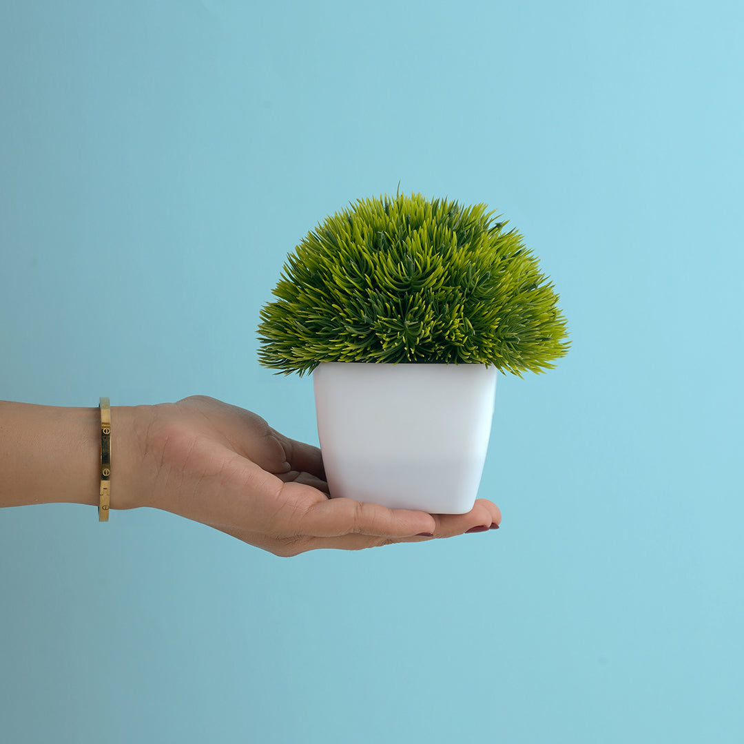Mini Moss - Plant