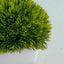 Mini Moss - Plant