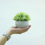 Faux Succulent Plant - Dali