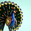 Dancing Peacock